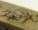 Inkstand detail 2. ai40c.